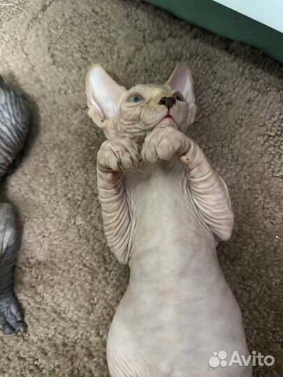 Канадский сфинкс