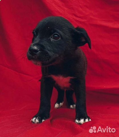 Собака в добрые руки отдам бесплатно