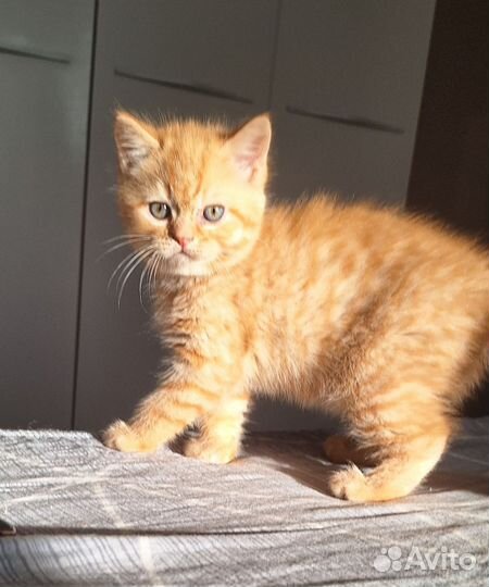 Шотландские котята