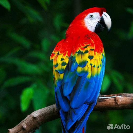 Орнитолог Специалист по птицам