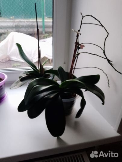 Орхидея дендробиум