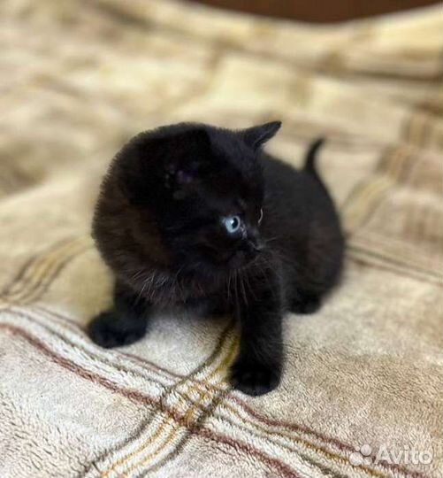 Черные котята в добрые руки