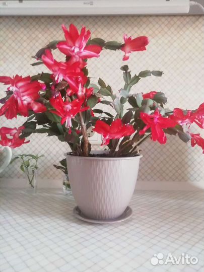 Декабрист шлюмбергера красный