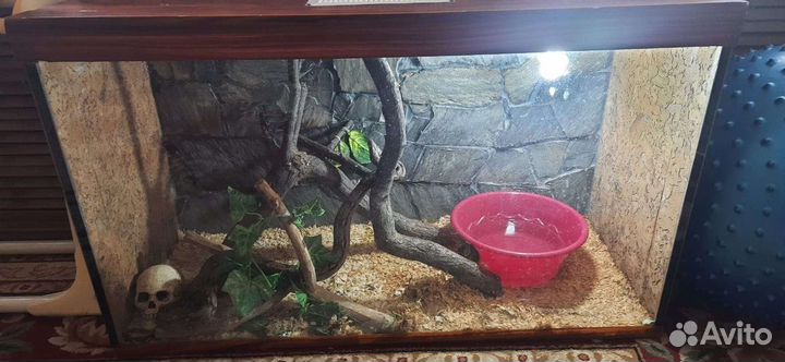 Императорский удав