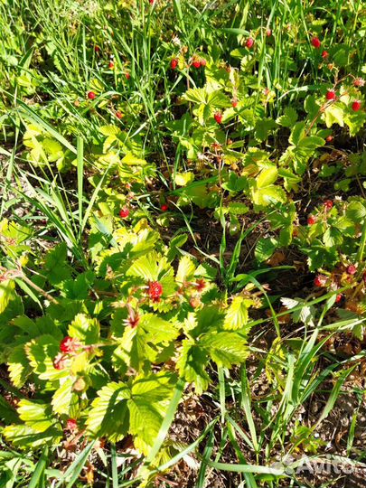 Усатая земляника