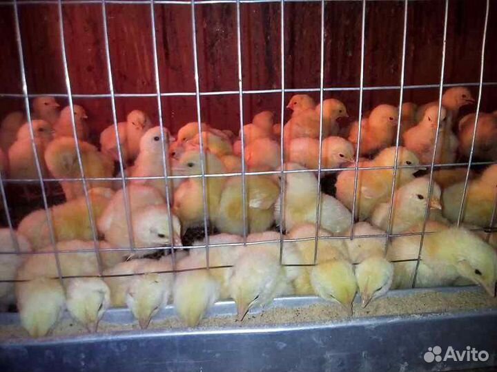 Утята,гусята,цыплята,бройлер, куры, домашние цыпля