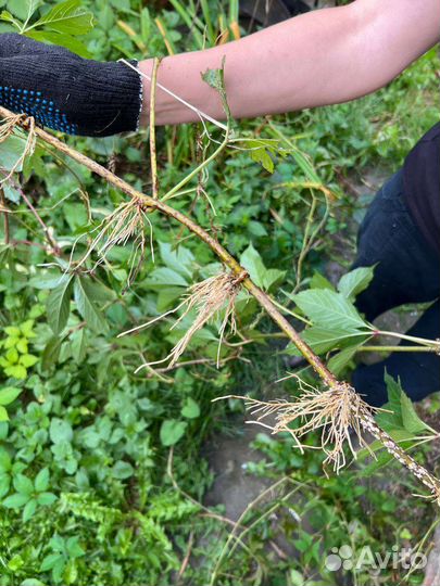 Девичий виноград