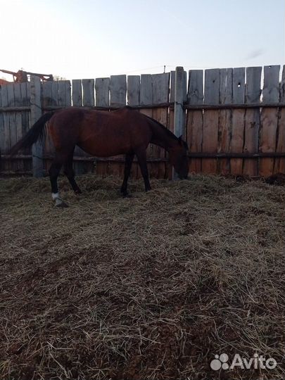 Жерёбые обученные кобылы