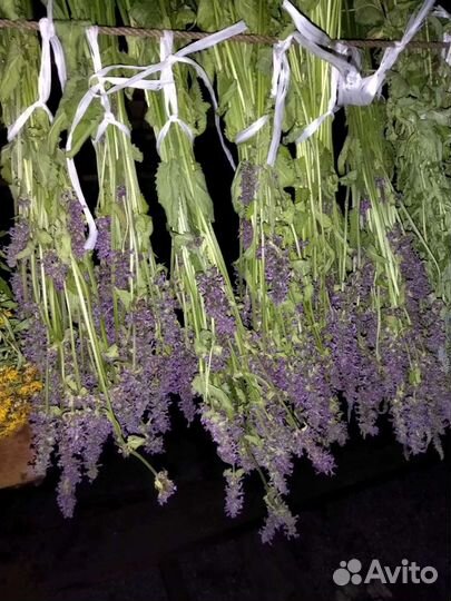 Лекарственные травы, травяные сборы