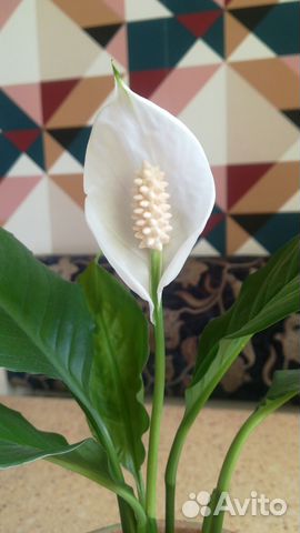 Спатифиллум королевский купить в Москве | Товары для дома и дачи | Авито