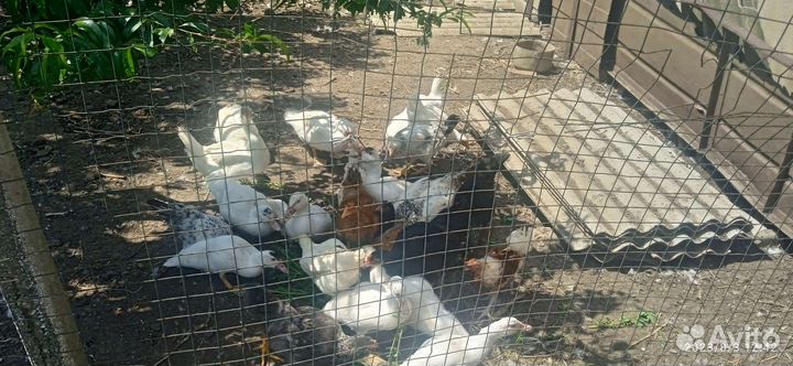 Утки индоутки, молодые петушки, - утята индоуток