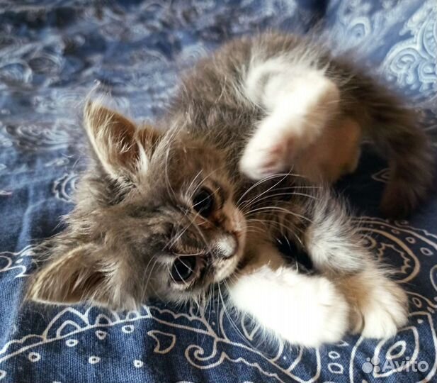 Пушистая Кроха ищет добрых хозяев