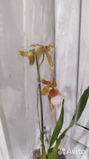 Орхидея