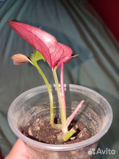 Сингониум эритрофиллум