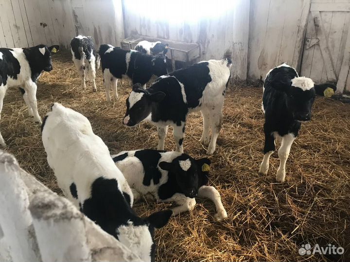 Телята 1-3 мес
