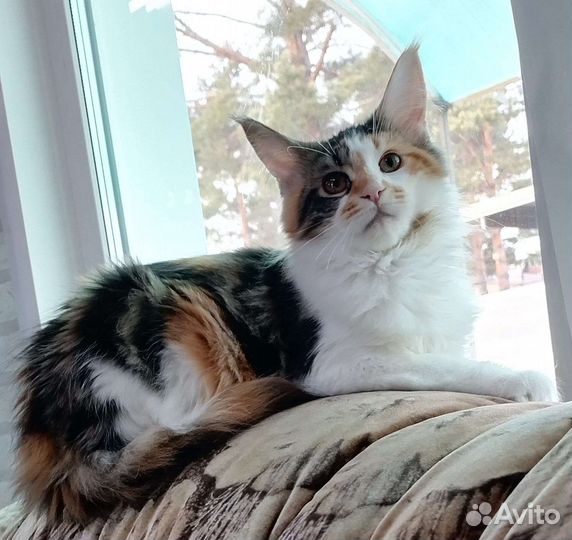 Котята мейн-кун