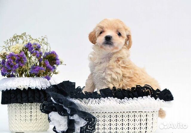 Мальтипу красотка мини ф1