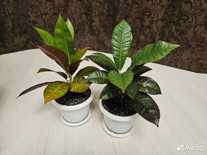 Кротон кодиеум Миссис Айстон