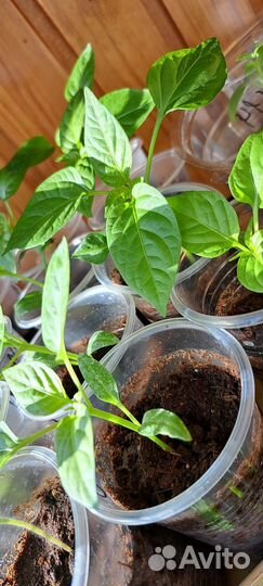 Перец болгарский рассада
