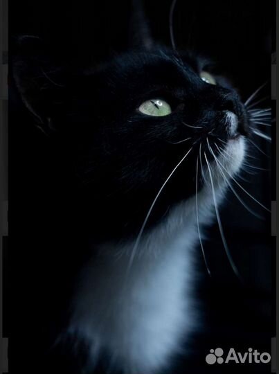 Очень красивая кошечка ищет дом