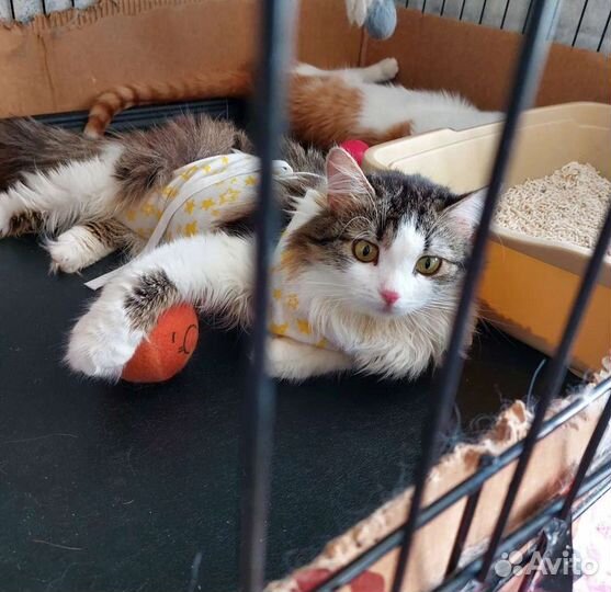 Кошка Айноа, носитель лейкоза, 9 месяцев