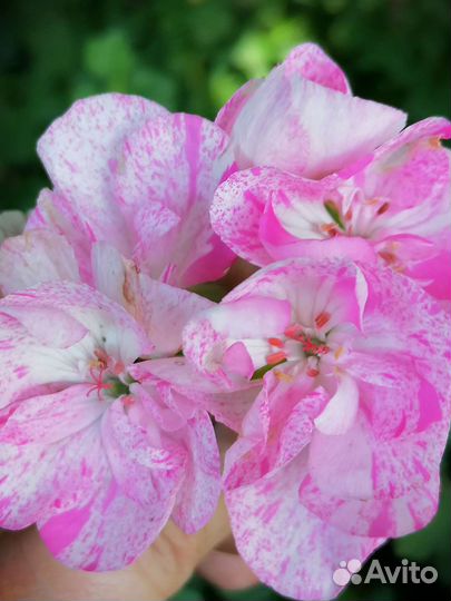 Пеларгония герань