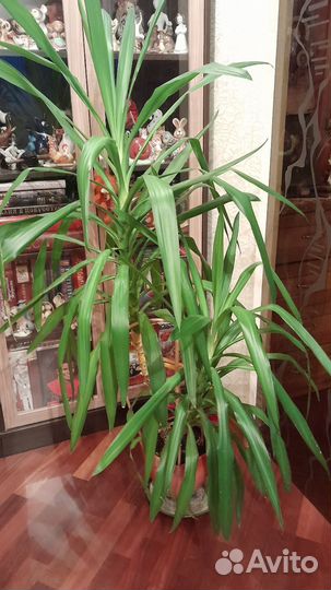 Комнатные цветы юкка