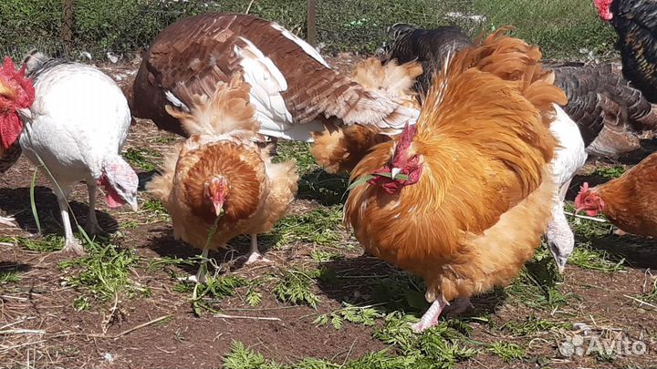 Домашние куры