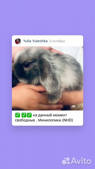 Кролик вислоухий NHD mini-lop