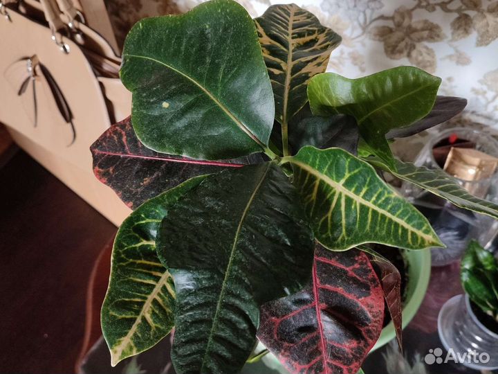 Кодиеум Петра (кротон)