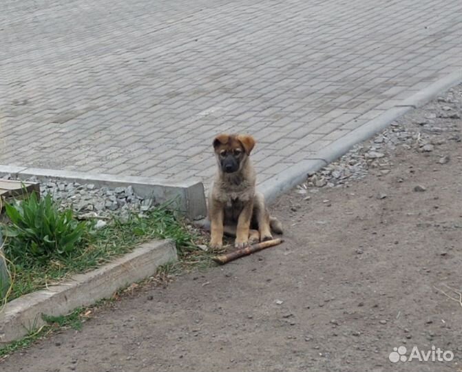 Щенок дворняжки