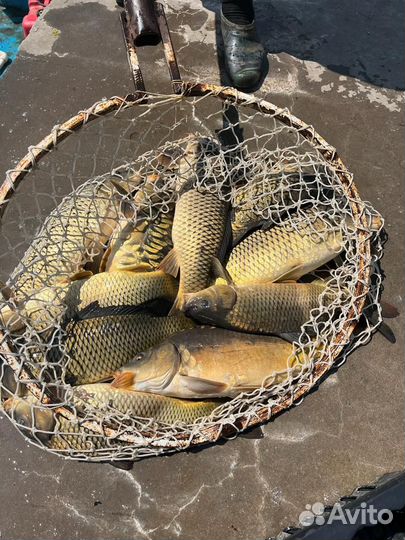 Продажа рыбы от производителя