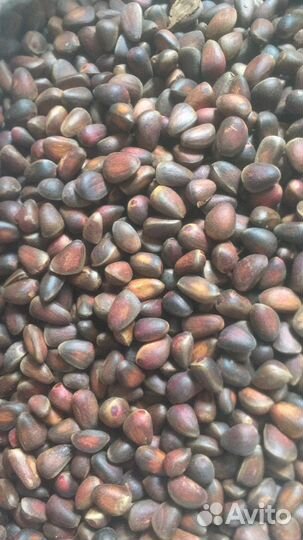 Орех кедровый