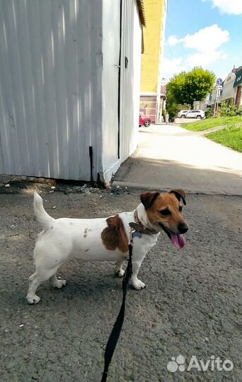 Выгул собак