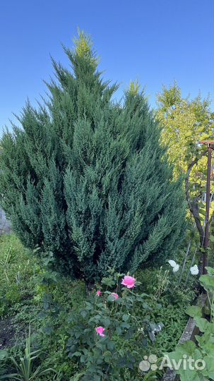 Можевельник