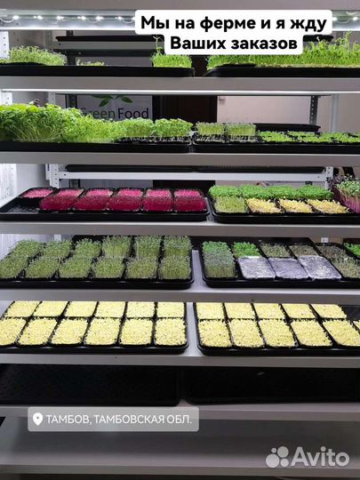 Микрозелень