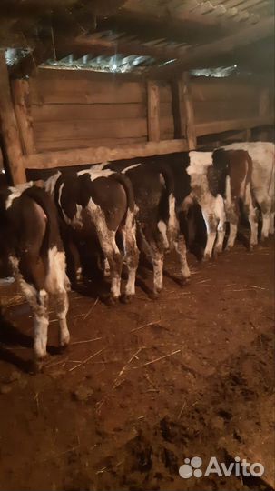 Телочки и бычки