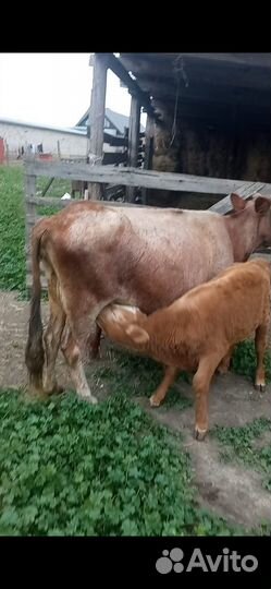 Корова дойная с теленком