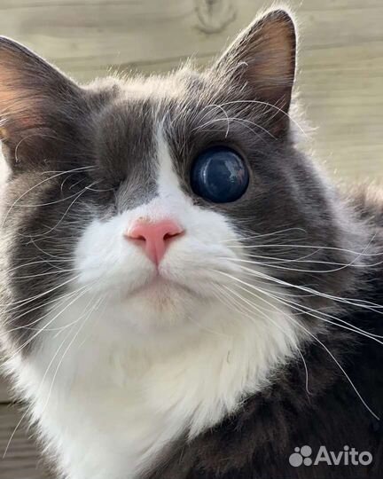 Котики из приюта, инвалиды ищут семью