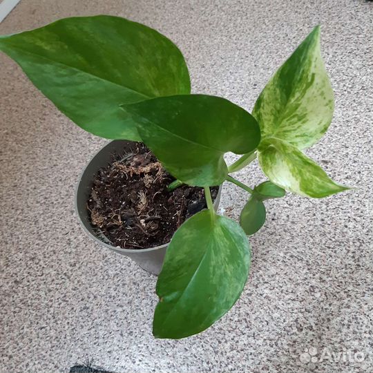 Сциндапсус