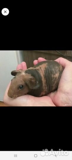 Морские свинки Американский Скинни Элит