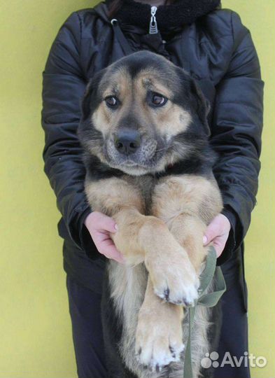 Спасите собаку из приюта