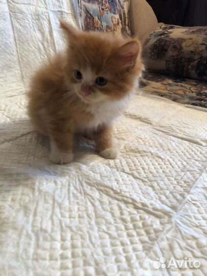 Солнечный зайчик