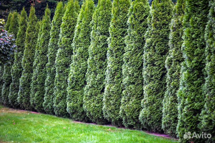 Туя зеленая