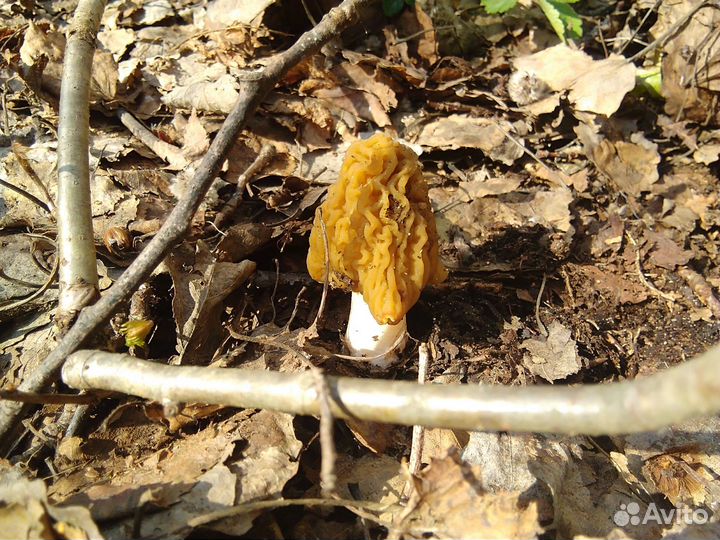 Сморчки,сморчковая шапочка,строчки,грибы свежие