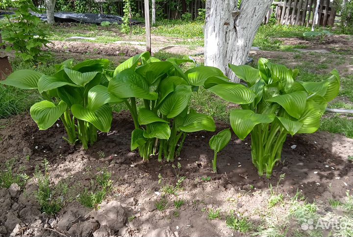 Растения для сада и дачи: Юкка и хоста