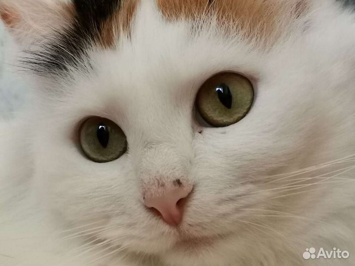 Красавица Белка