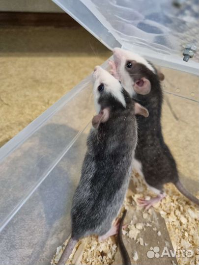 Декоративная крыса дамбо