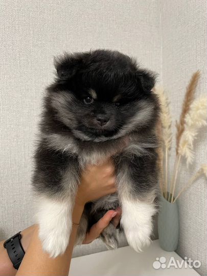 Щенки шпица