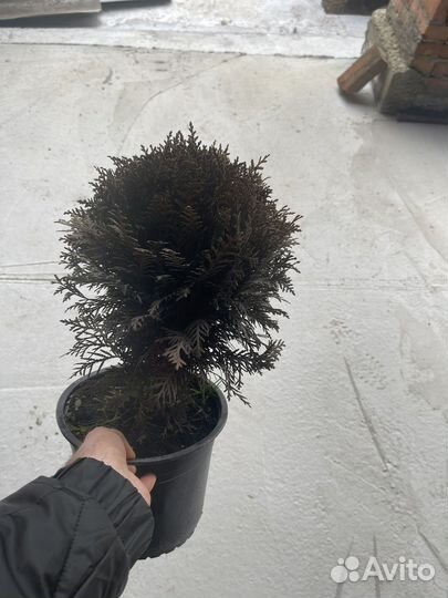 Можжевельник